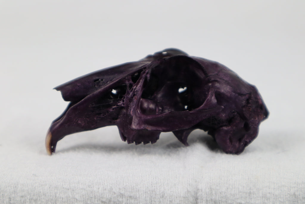 Naturally Stained Half Jack Rabbit Skull