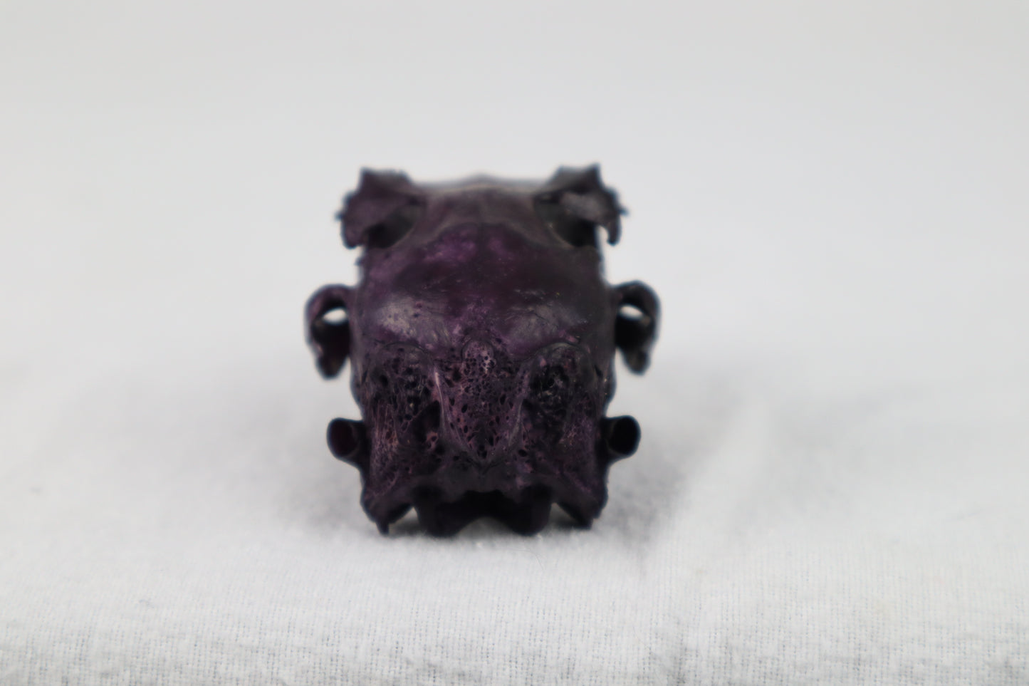 Naturally Stained Half Jack Rabbit Skull