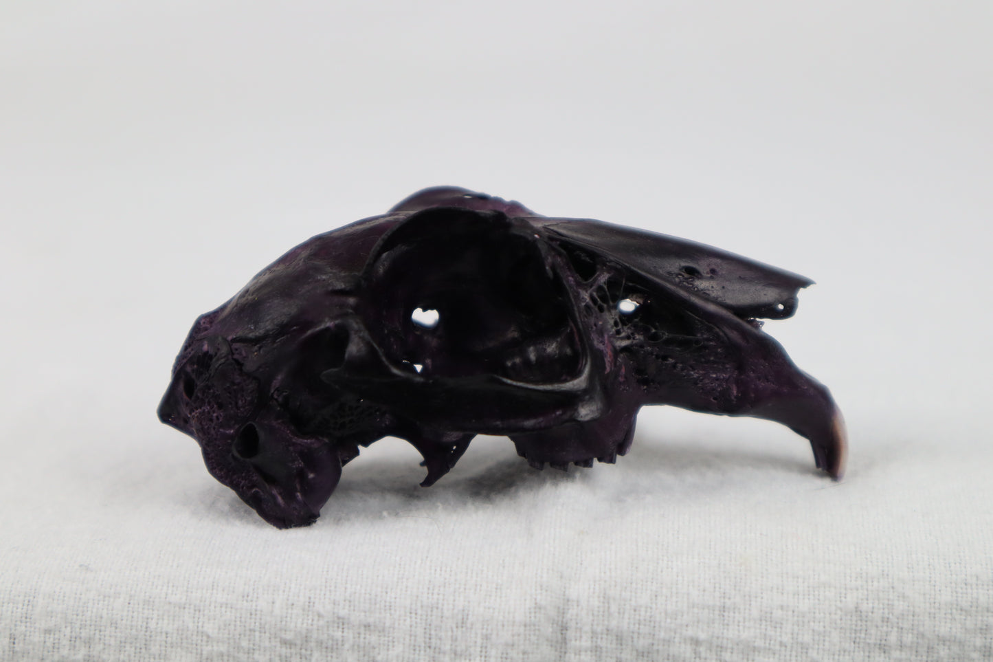 Naturally Stained Half Jack Rabbit Skull