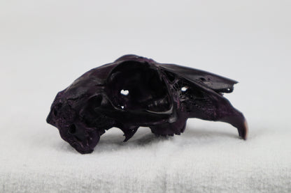 Naturally Stained Half Jack Rabbit Skull