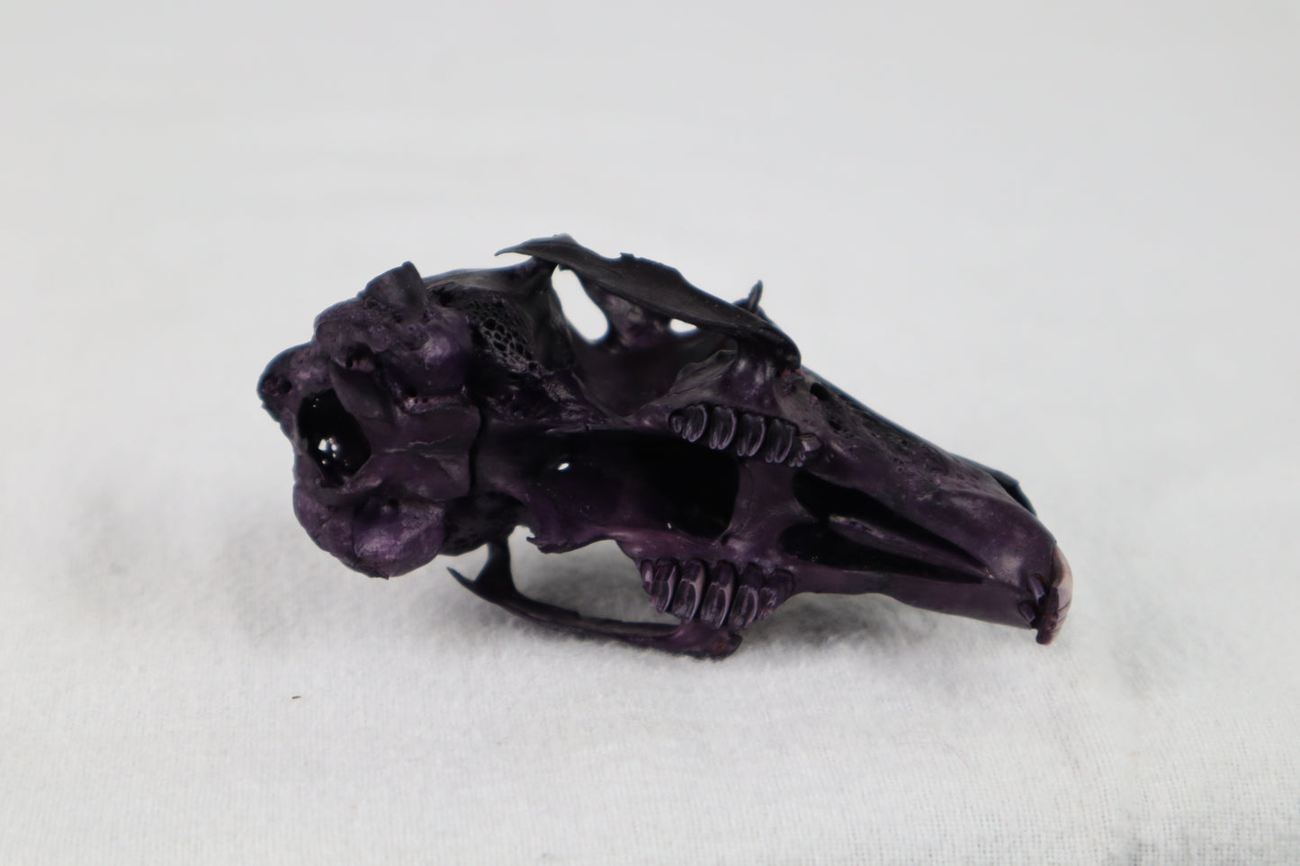 Naturally Stained Half Jack Rabbit Skull