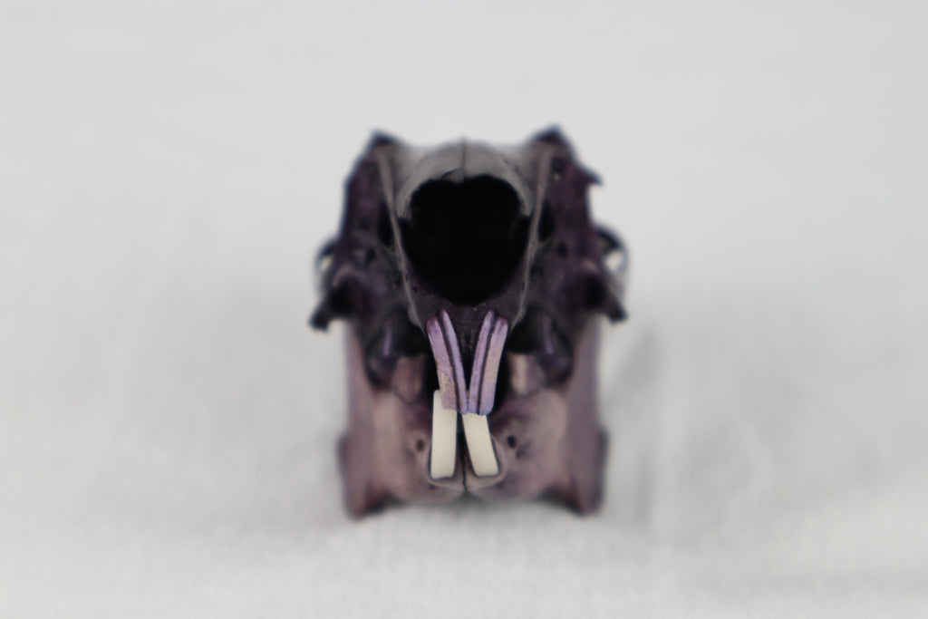 Naturally Stained Jack Rabbit Skull