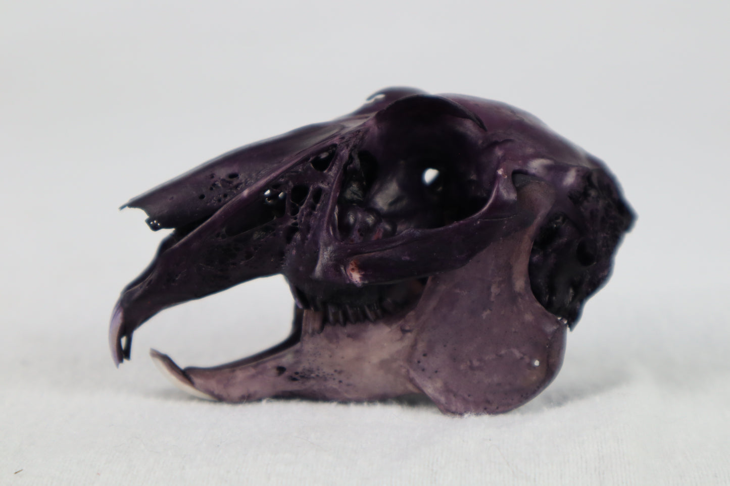 Naturally Stained Jack Rabbit Skull