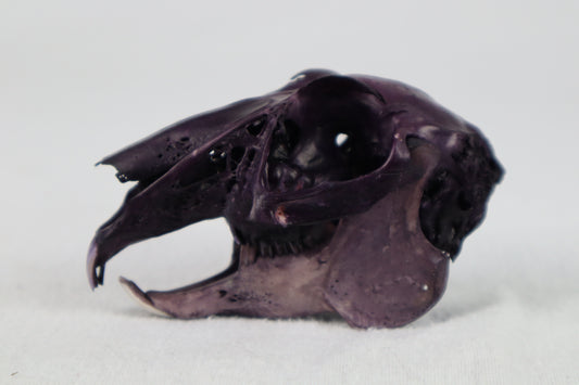 Naturally Stained Jack Rabbit Skull