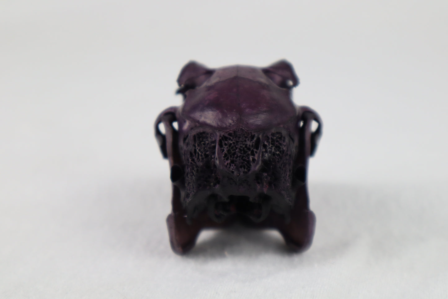 Naturally Stained Jack Rabbit Skull