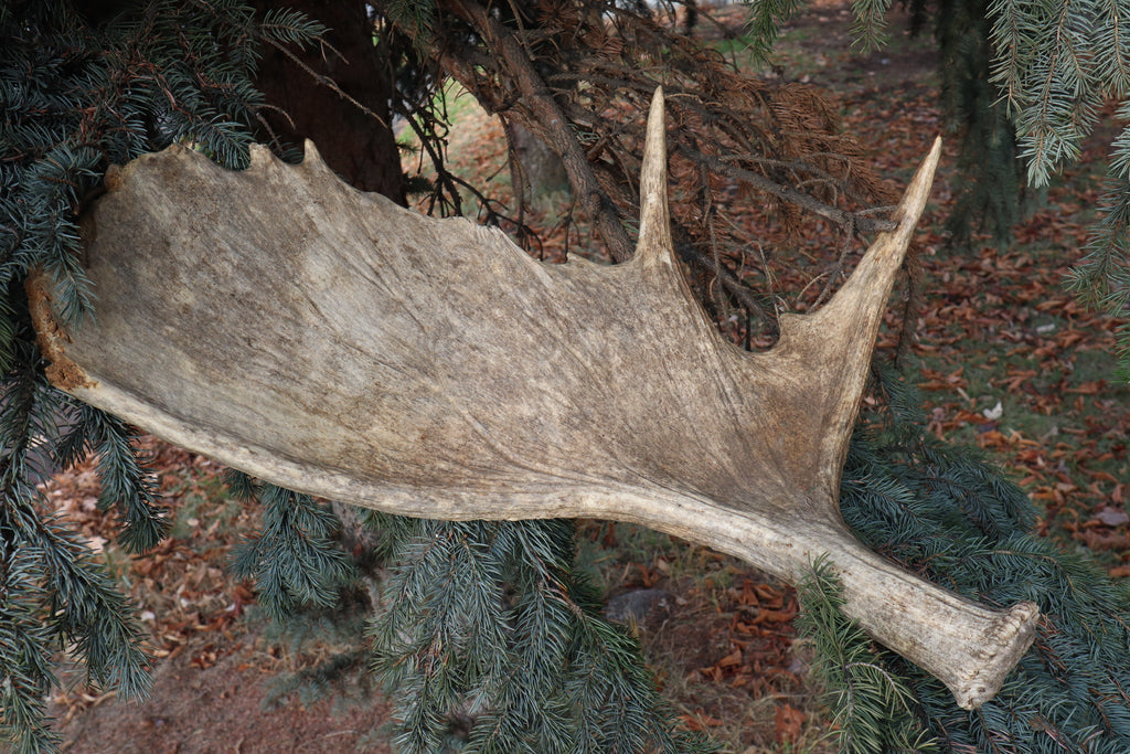 Shiras Moose Antler Shed