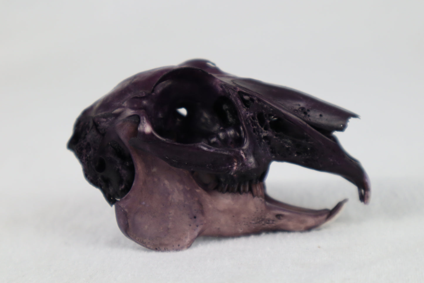 Naturally Stained Jack Rabbit Skull