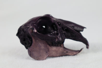 Naturally Stained Jack Rabbit Skull