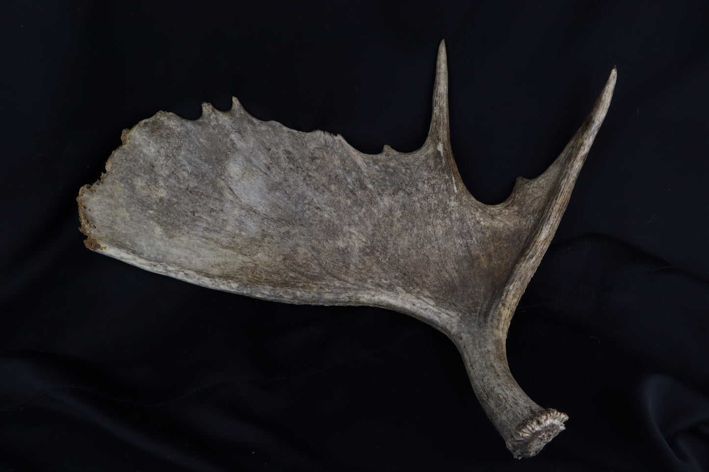 Shiras Moose Antler Shed