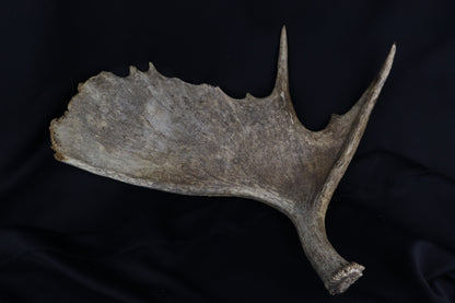 Shiras Moose Antler Shed