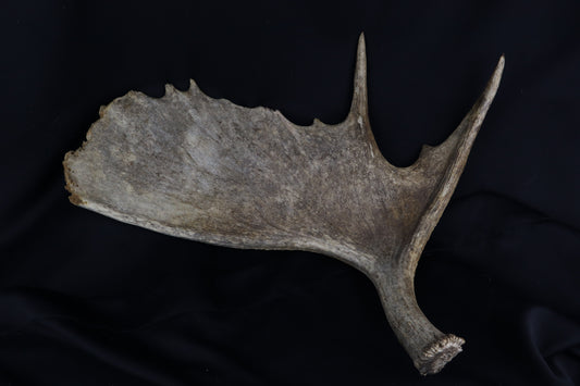 Shiras Moose Antler Shed