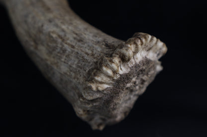 Shiras Moose Antler Shed