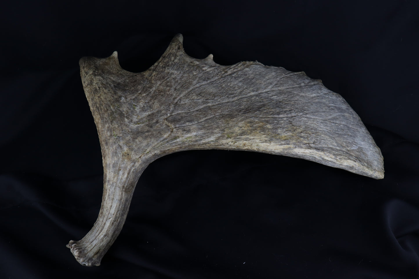 Shiras Moose Antler Shed