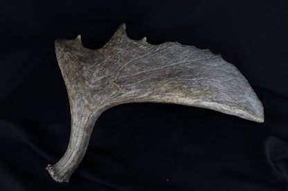 Shiras Moose Antler Shed