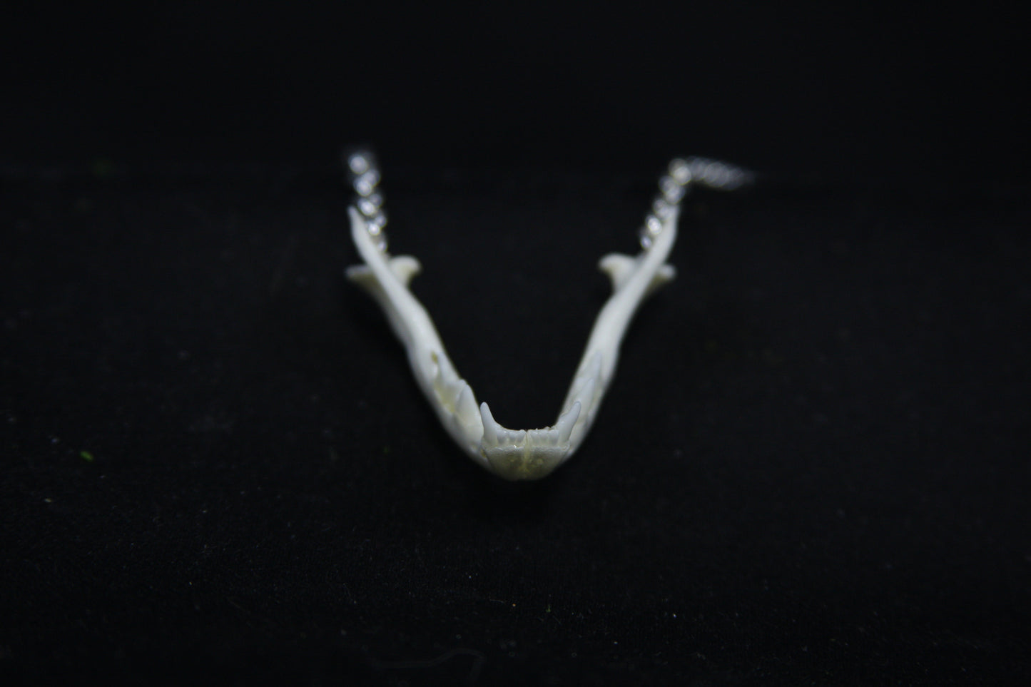 Kitten Mandible Necklace