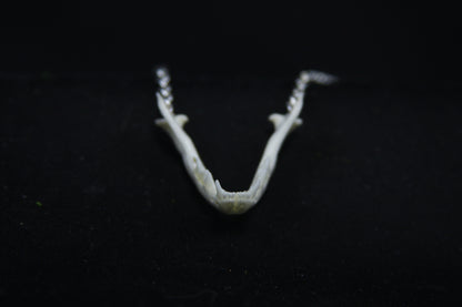 Kitten Mandible Necklace