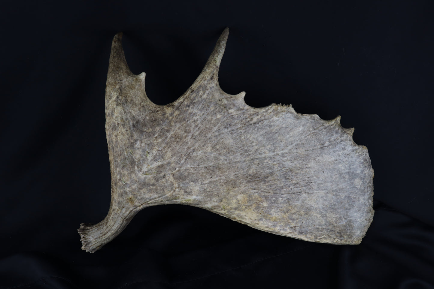 Shiras Moose Antler Shed