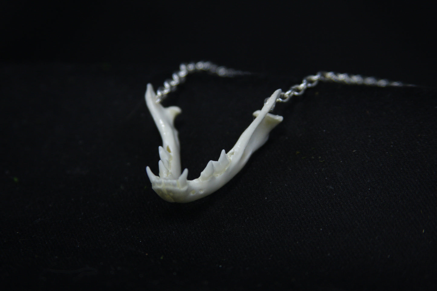Kitten Mandible Necklace