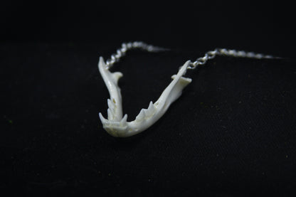 Kitten Mandible Necklace