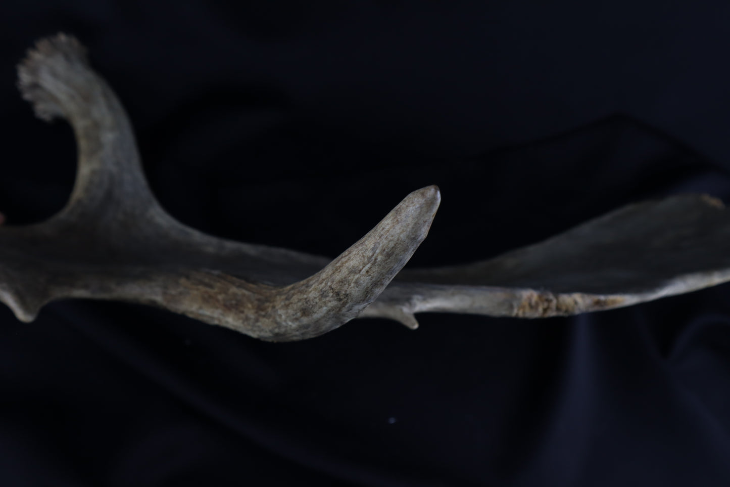 Shiras Moose Antler Shed