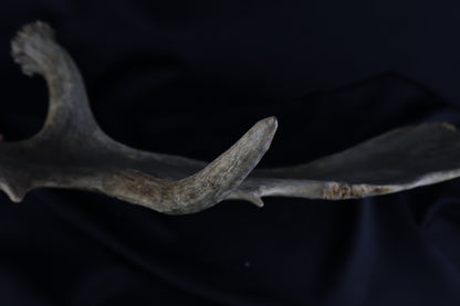 Shiras Moose Antler Shed