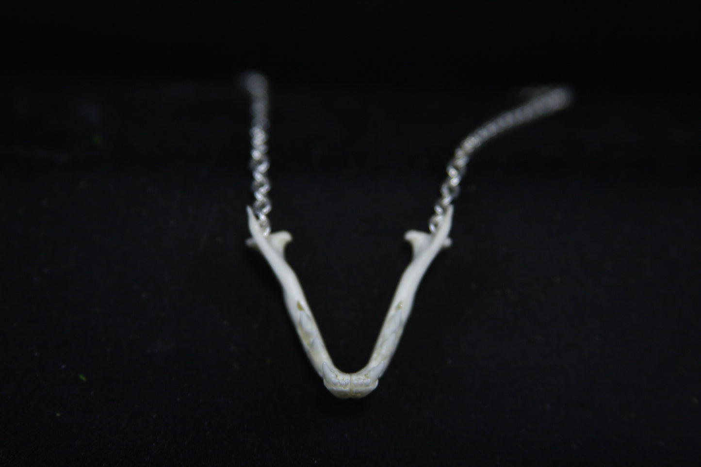 Kitten Mandible Necklace
