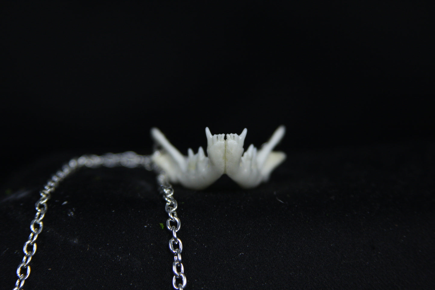 Kitten Mandible Necklace
