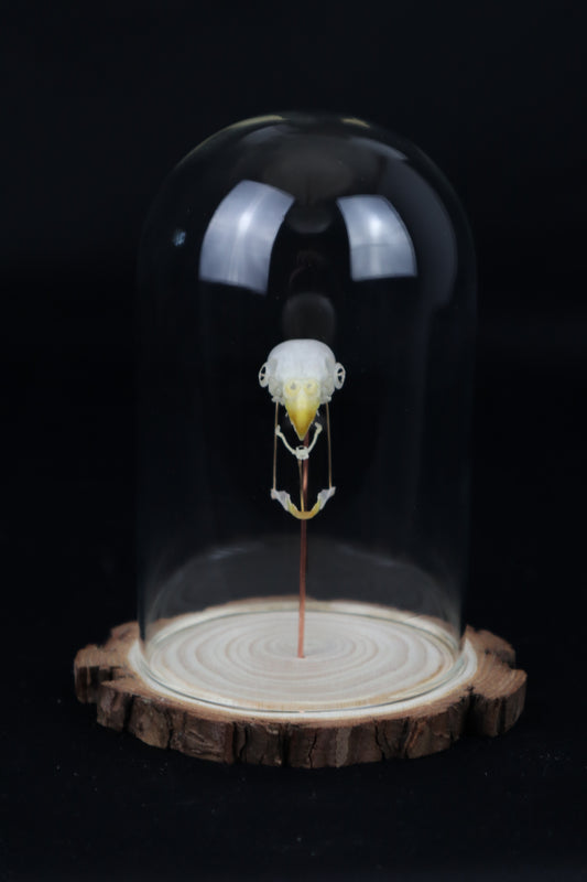 Deconstructed Parakeet Skull
