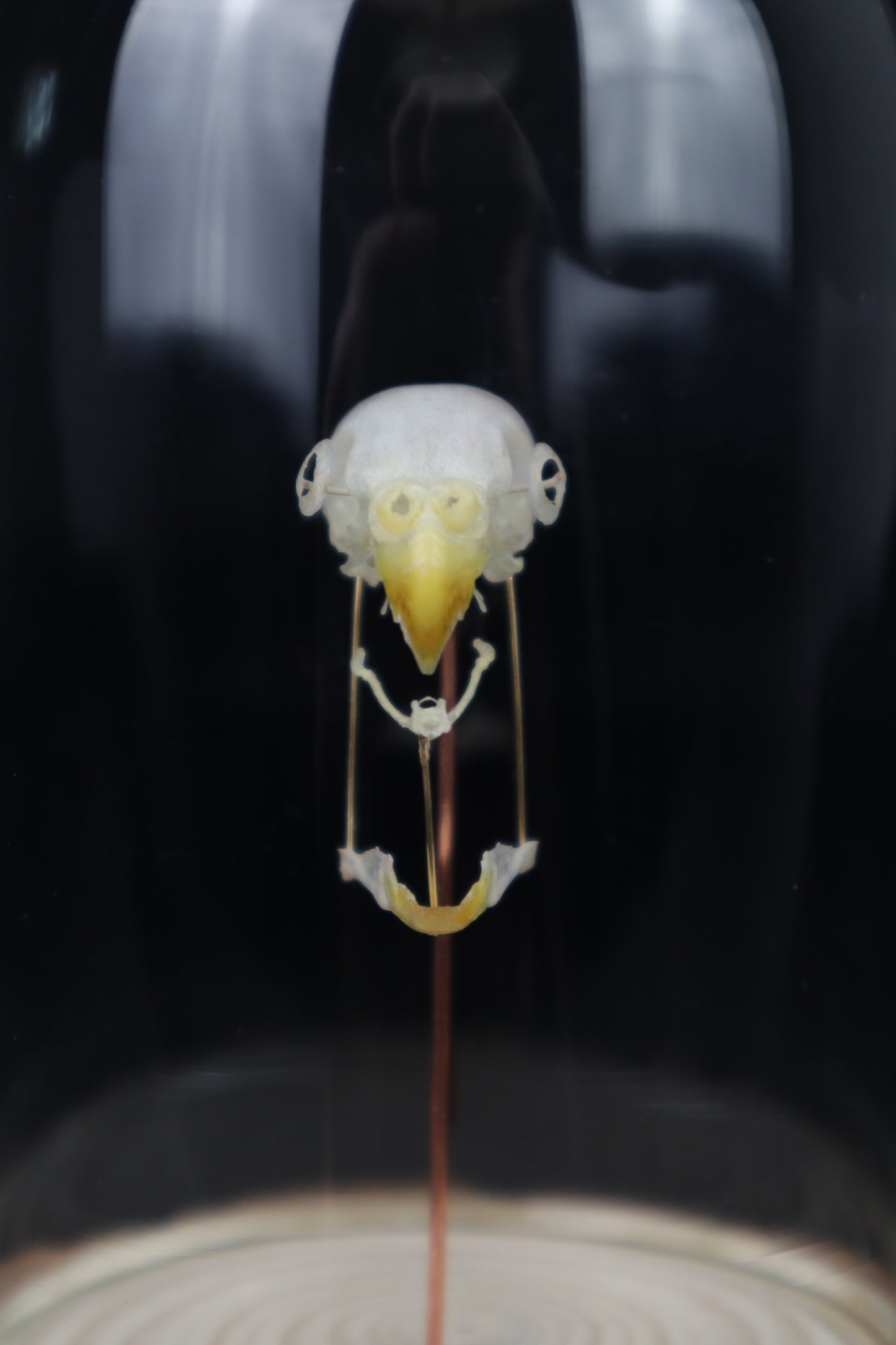 Deconstructed Parakeet Skull