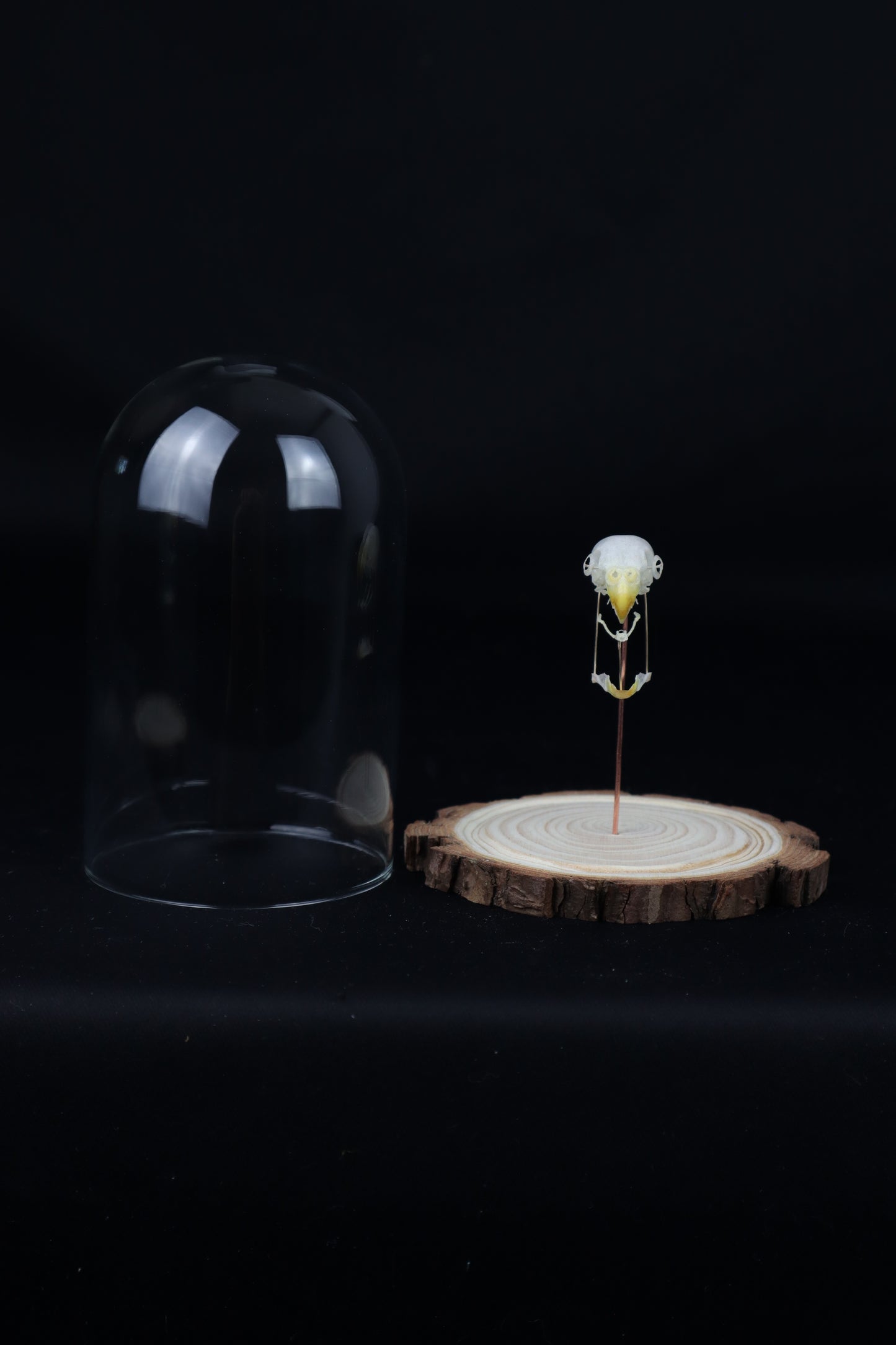 Deconstructed Parakeet Skull