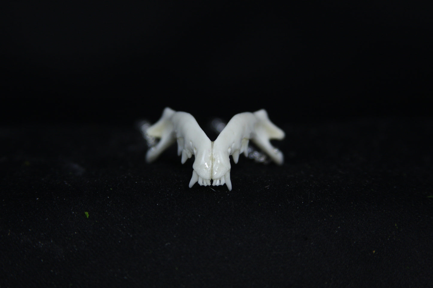 Kitten Mandible Necklace