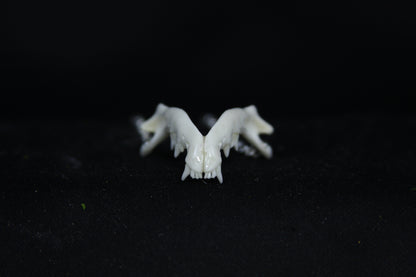 Kitten Mandible Necklace