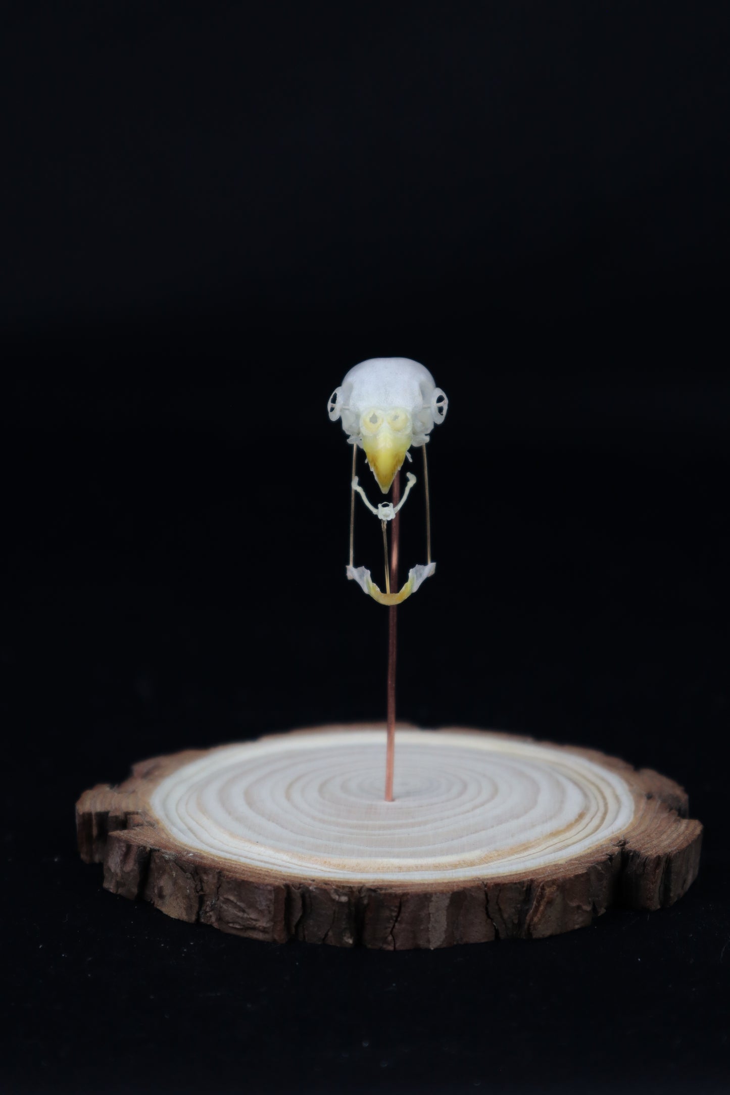 Deconstructed Parakeet Skull