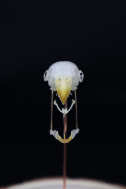 Deconstructed Parakeet Skull