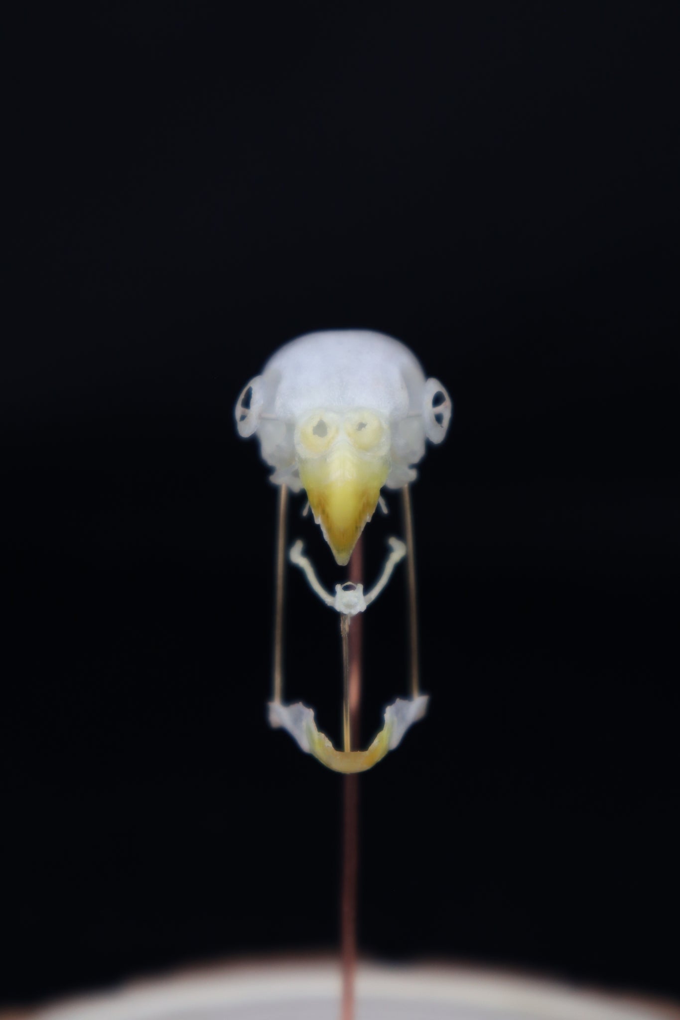 Deconstructed Parakeet Skull