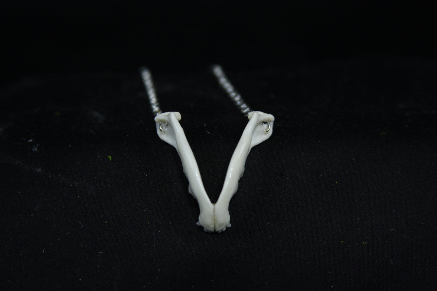 Kitten Mandible Necklace