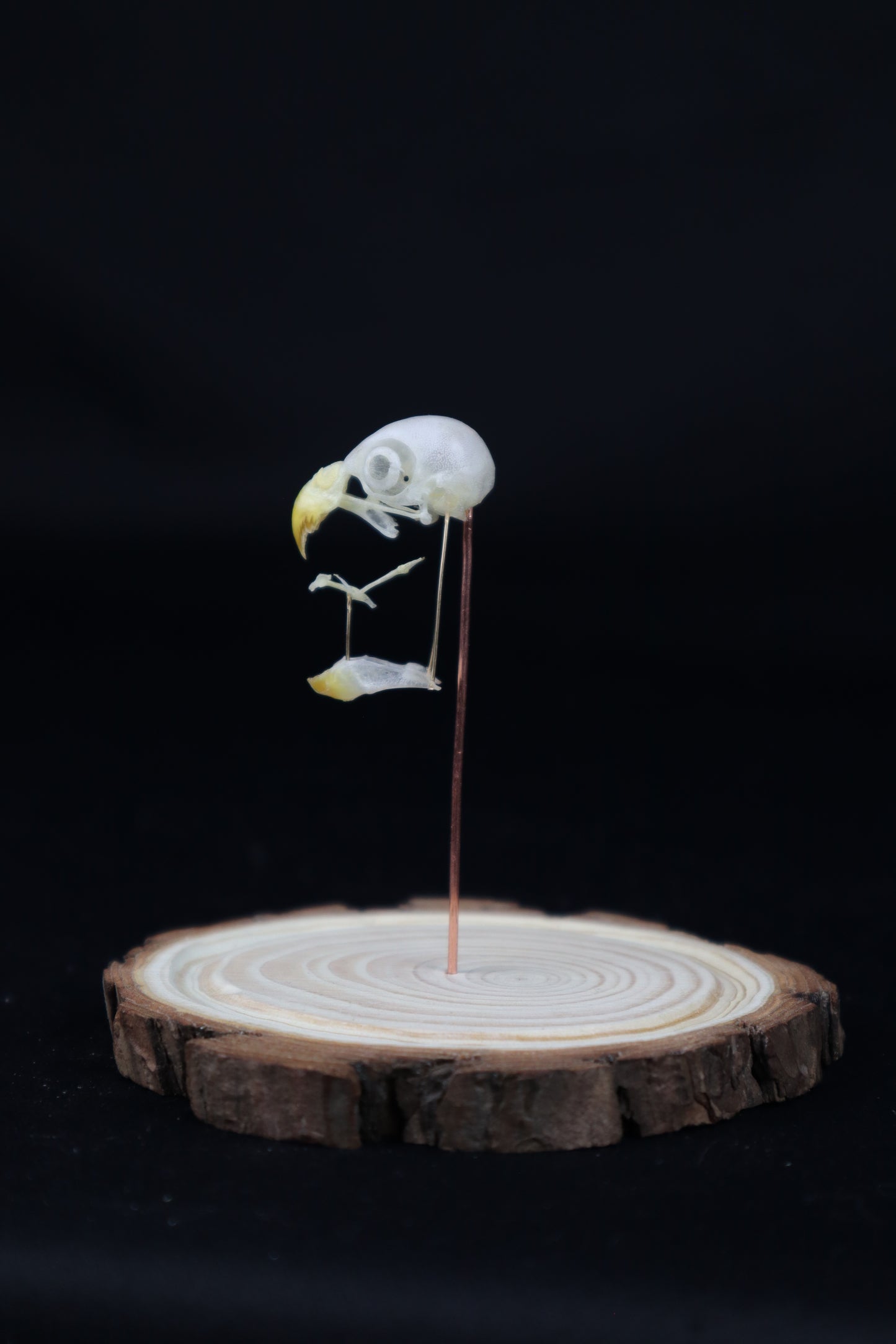 Deconstructed Parakeet Skull