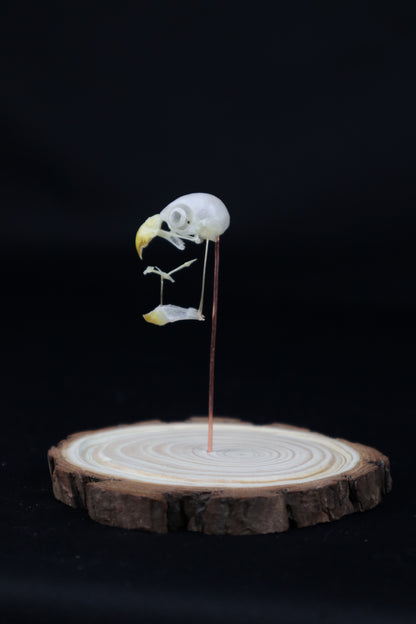 Deconstructed Parakeet Skull