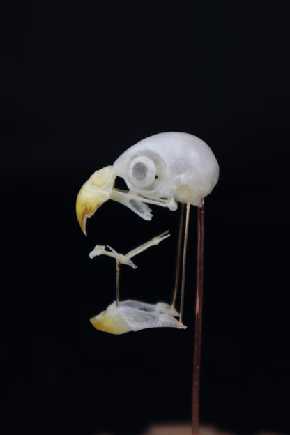 Deconstructed Parakeet Skull