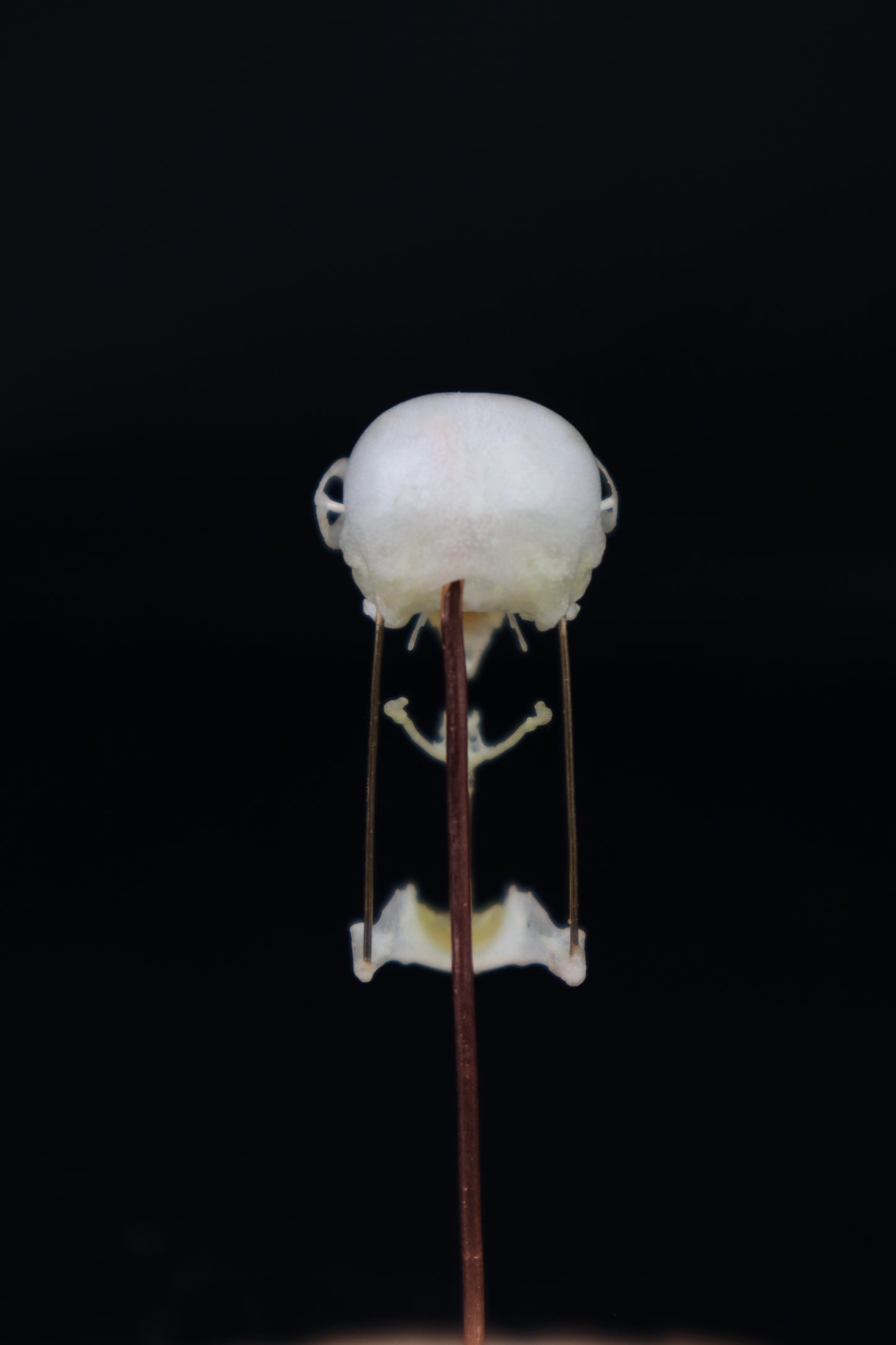 Deconstructed Parakeet Skull
