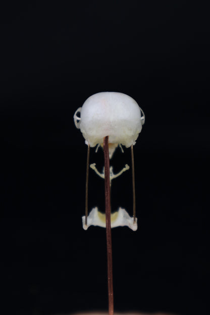 Deconstructed Parakeet Skull