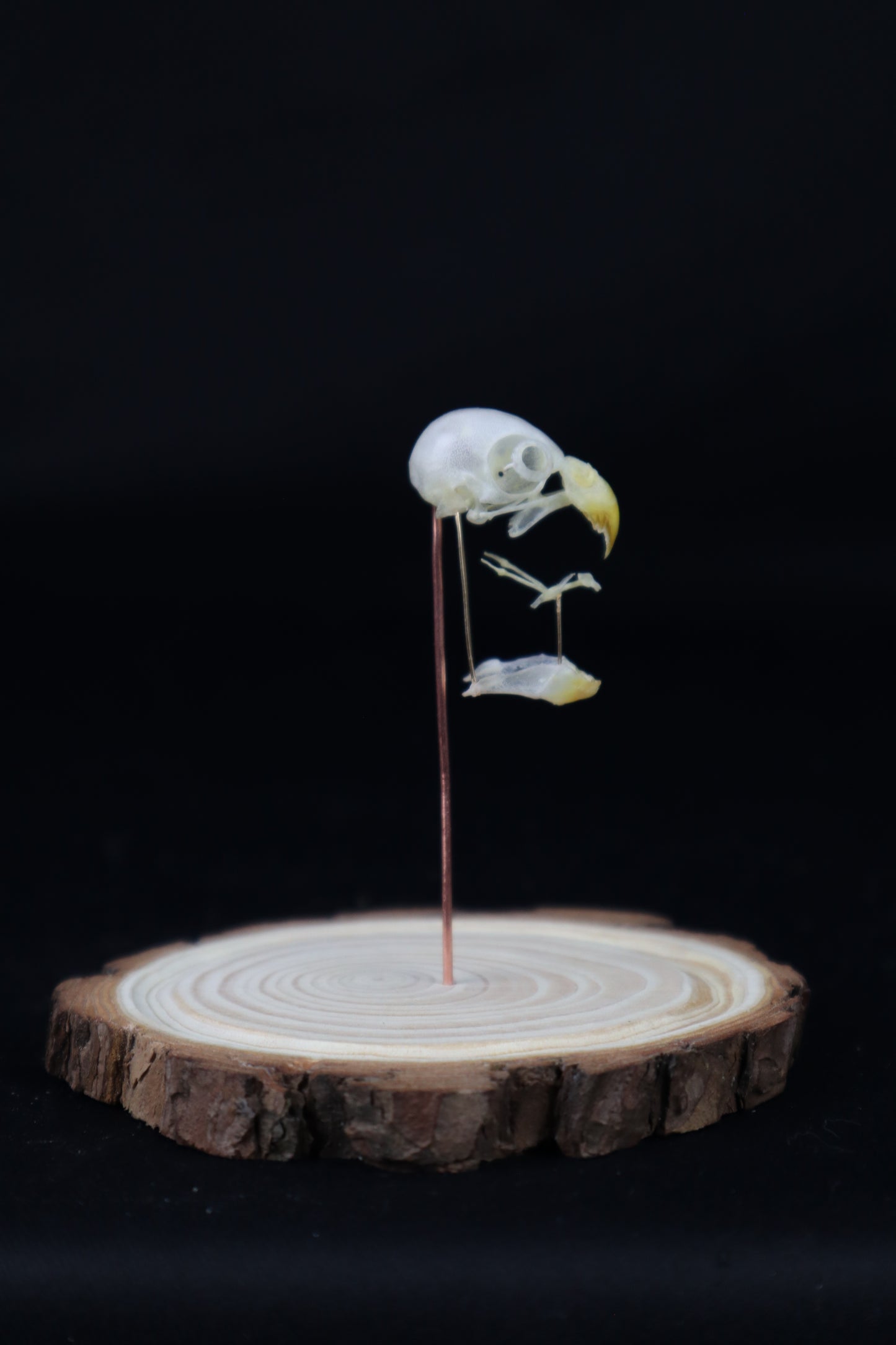 Deconstructed Parakeet Skull