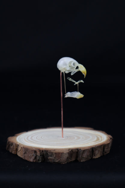 Deconstructed Parakeet Skull
