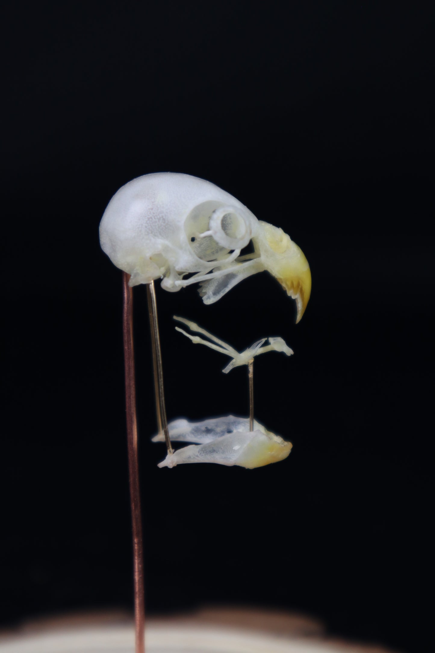 Deconstructed Parakeet Skull