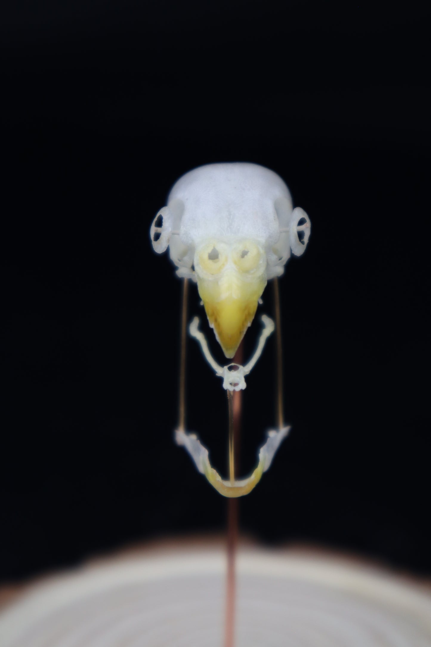 Deconstructed Parakeet Skull