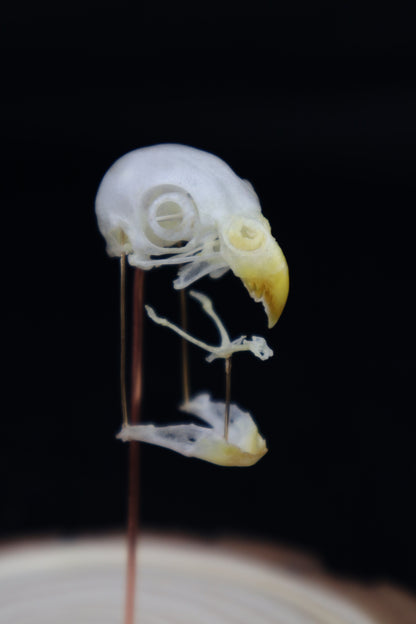 Deconstructed Parakeet Skull