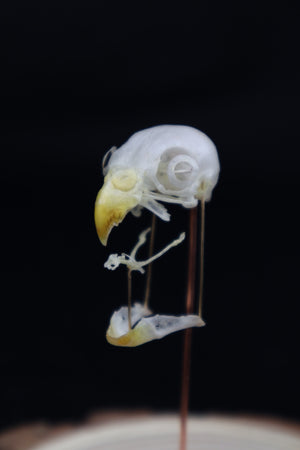 Deconstructed Parakeet Skull