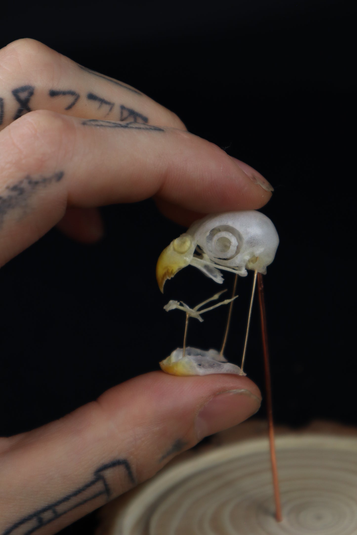 Deconstructed Parakeet Skull