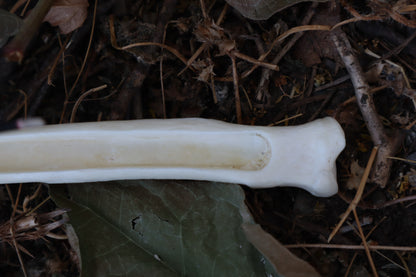 Emerald Eyes Gray Wolf Bone Incense Burner