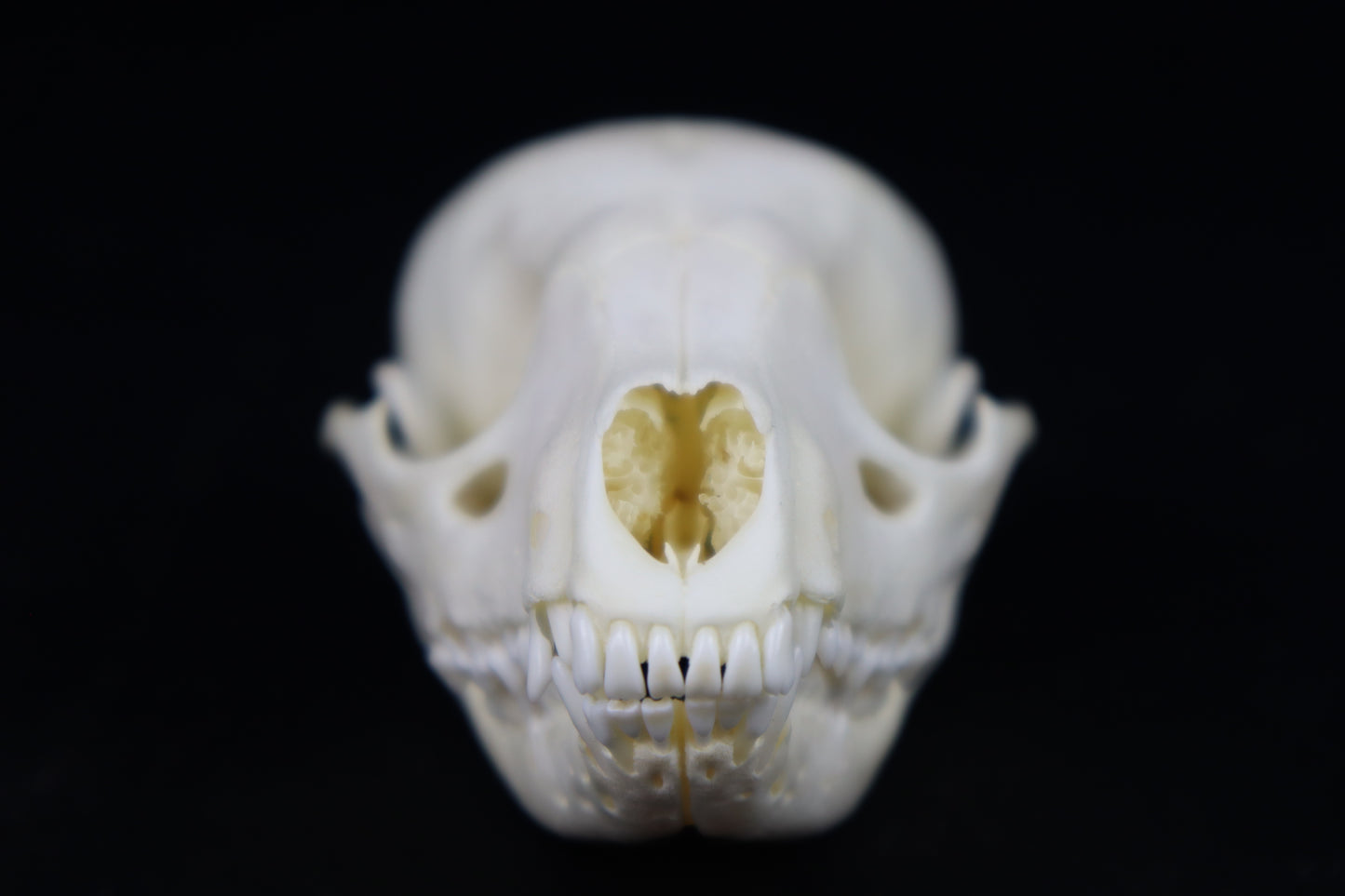 Juvenile Raccoon Skull